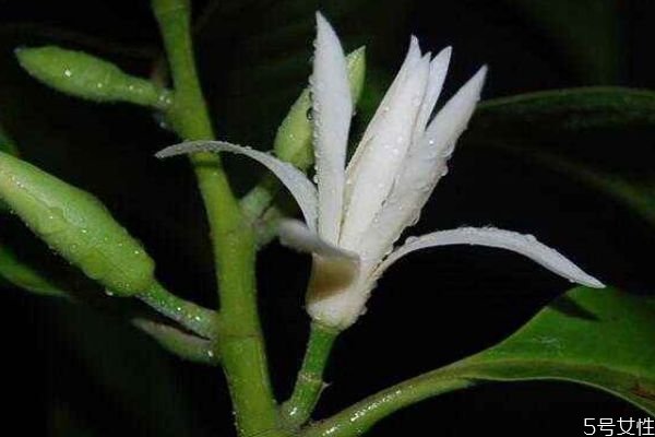 白蘭花的花語(yǔ)是什么呢 白蘭花有香味嗎 白蘭花的花語(yǔ)是什么呢 白蘭花有香味嗎