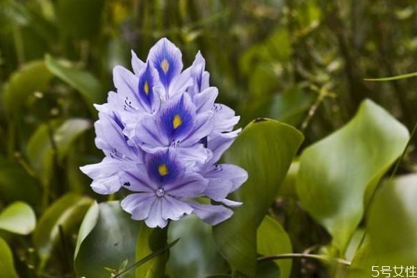 什么是鳳眼蓮呢 鳳眼蓮有什么作用呢 什么是鳳眼蓮呢 鳳眼蓮有什么作用呢