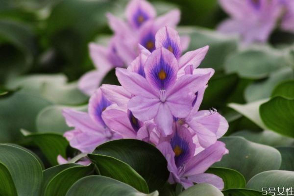 什么是鳳眼蓮呢 鳳眼蓮有什么作用呢 什么是鳳眼蓮呢 鳳眼蓮有什么作用呢