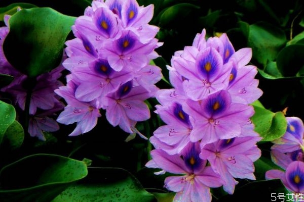 什么是鳳眼蓮呢 鳳眼蓮有什么作用呢 什么是鳳眼蓮呢 鳳眼蓮有什么作用呢