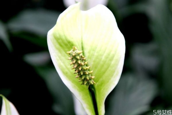 白鶴芋的花語是什么呢 白鶴芋的種植有什么注意的呢 白鶴芋的花語是什么呢 白鶴芋的種植有什么注意的呢