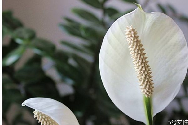 白鶴芋的花語是什么呢 白鶴芋的種植有什么注意的呢 白鶴芋的花語是什么呢 白鶴芋的種植有什么注意的呢