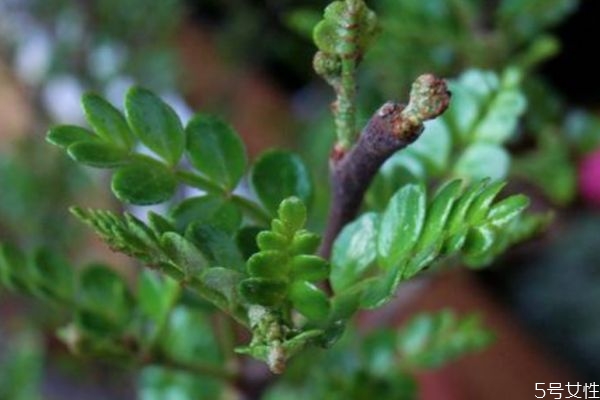 養(yǎng)清香木的好處有什么呢 清香木的花語(yǔ)是什么呢 養(yǎng)清香木的好處有什么呢 清香木的花語(yǔ)是什么呢