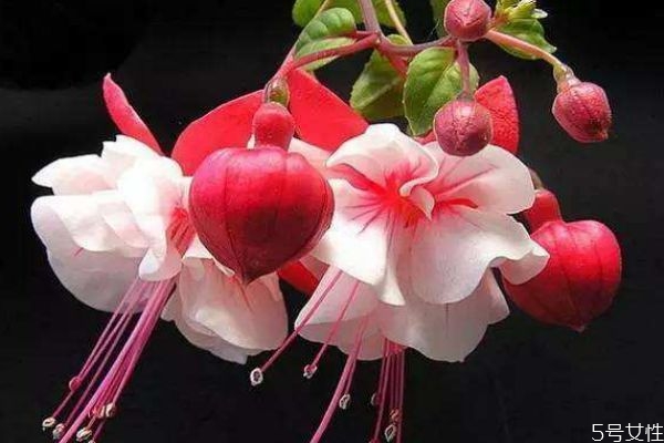 什么是倒掛金鐘呢 倒掛金鐘有什么作用呢 什么是倒掛金鐘呢 倒掛金鐘有什么作用呢