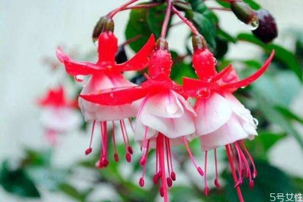 什么是倒掛金鐘呢 倒掛金鐘有什么作用呢 什么是倒掛金鐘呢 倒掛金鐘有什么作用呢