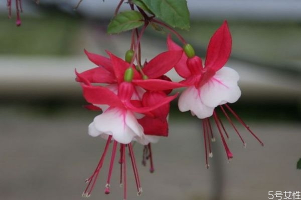 什么是倒掛金鐘呢 倒掛金鐘有什么作用呢 什么是倒掛金鐘呢 倒掛金鐘有什么作用呢