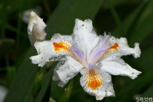 白蝴蝶是一種什么植物呢 白蝴蝶的生長環(huán)境是什么呢 白蝴蝶是一種什么植物呢 白蝴蝶的生長環(huán)境是什么呢