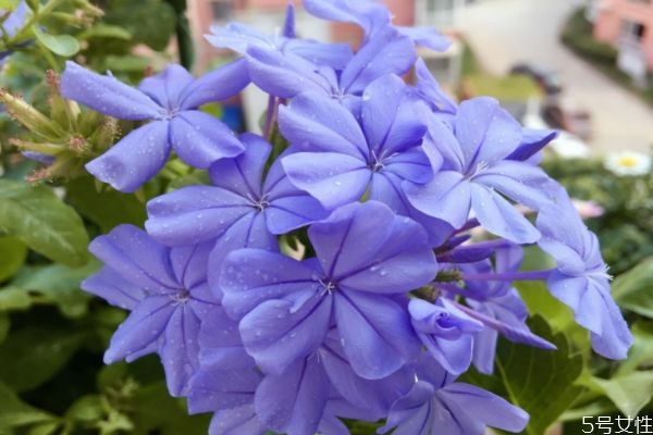 藍(lán)雪花的花語是什么呢 藍(lán)雪花的種注意是什么呢 藍(lán)雪花的花語是什么呢 藍(lán)雪花的種注意是什么呢