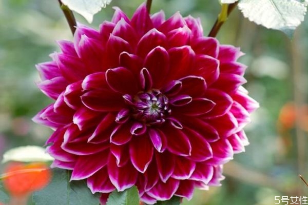 大麗花的花語是什么呢 大麗花種植注意是什么呢 大麗花的花語是什么呢 大麗花種植注意是什么呢