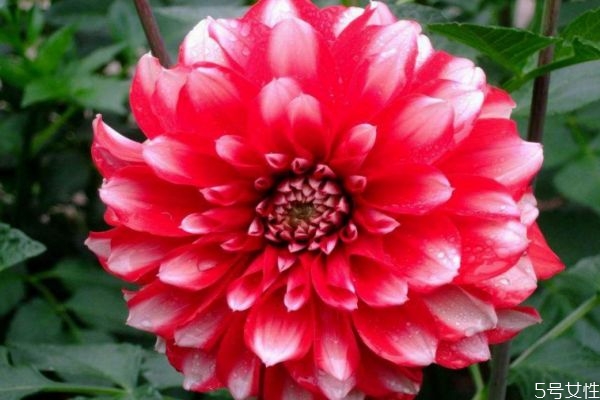 大麗花的花語是什么呢 大麗花種植注意是什么呢 大麗花的花語是什么呢 大麗花種植注意是什么呢