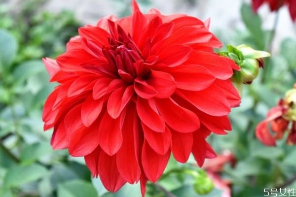 大麗花的花語是什么呢 大麗花種植注意是什么呢 大麗花的花語是什么呢 大麗花種植注意是什么呢