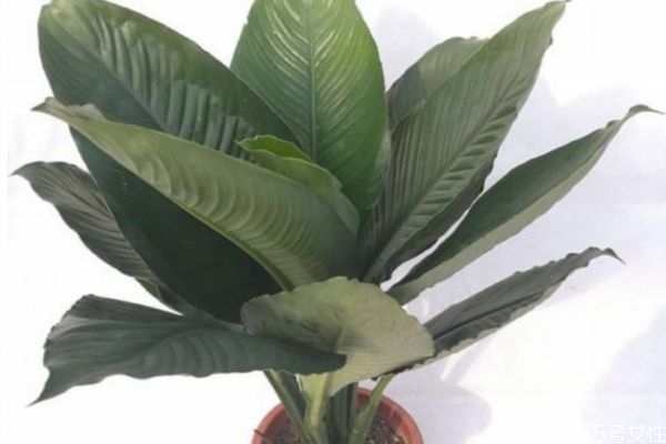 綠巨人是怎么樣的植物呢 綠巨人有什么用呢 綠巨人是怎么樣的植物呢 綠巨人有什么用呢