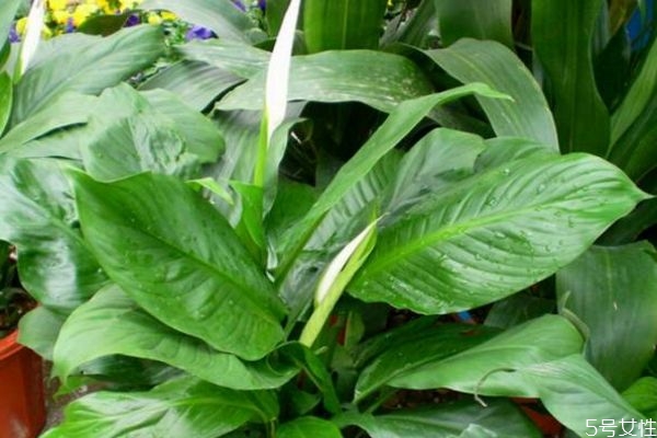 綠巨人是怎么樣的植物呢 綠巨人有什么用呢 綠巨人是怎么樣的植物呢 綠巨人有什么用呢