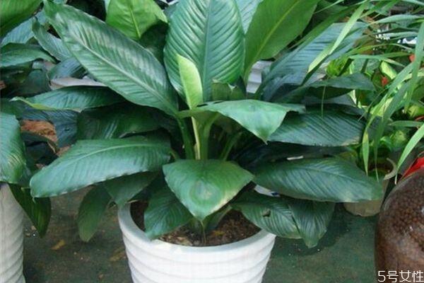 綠巨人是怎么樣的植物呢 綠巨人有什么用呢 綠巨人是怎么樣的植物呢 綠巨人有什么用呢