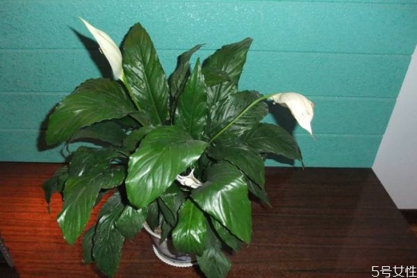 綠巨人的寓意是什么呢 綠巨人的養(yǎng)殖有什么注意的呢 綠巨人的寓意是什么呢 綠巨人的養(yǎng)殖有什么注意的呢