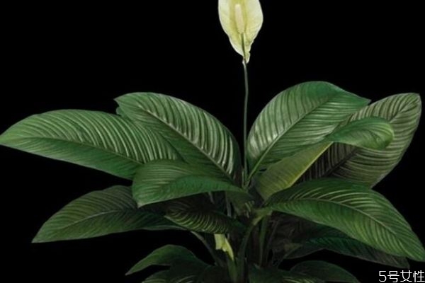 綠巨人的寓意是什么呢 綠巨人的養(yǎng)殖有什么注意的呢 綠巨人的寓意是什么呢 綠巨人的養(yǎng)殖有什么注意的呢