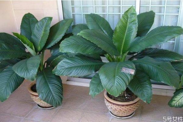 綠巨人的寓意是什么呢 綠巨人的養(yǎng)殖有什么注意的呢 綠巨人的寓意是什么呢 綠巨人的養(yǎng)殖有什么注意的呢