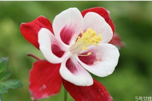 依米花是一種什么植物呢 依米花有什么作用呢 依米花是一種什么植物呢 依米花有什么作用呢