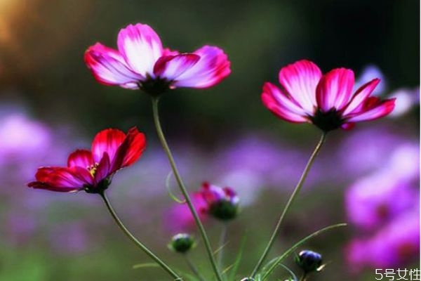 依米花是一種什么植物呢 依米花有什么作用呢 依米花是一種什么植物呢 依米花有什么作用呢