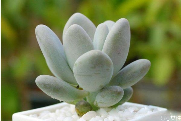 白美人是一種什么植物呢 白美人應(yīng)該怎么種植呢 白美人是一種什么植物呢 白美人應(yīng)該怎么種植呢