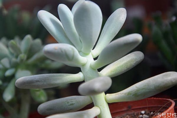 白美人是一種什么植物呢 白美人應(yīng)該怎么種植呢 白美人是一種什么植物呢 白美人應(yīng)該怎么種植呢