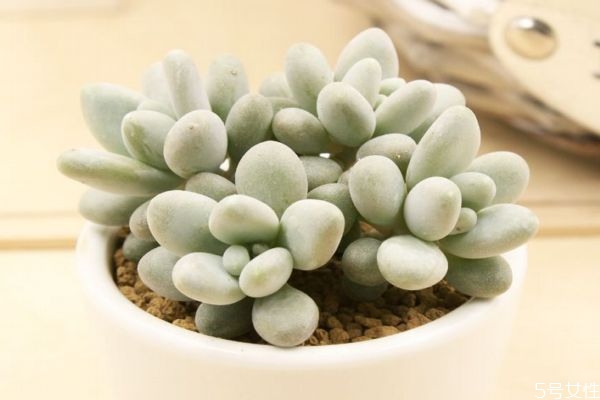 白美人是一種什么植物呢 白美人應(yīng)該怎么種植呢 白美人是一種什么植物呢 白美人應(yīng)該怎么種植呢