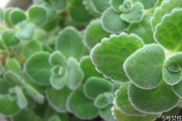 碰碰香是一種什么植物呢 碰碰香有什么價(jià)值呢 碰碰香是一種什么植物呢 碰碰香有什么價(jià)值呢