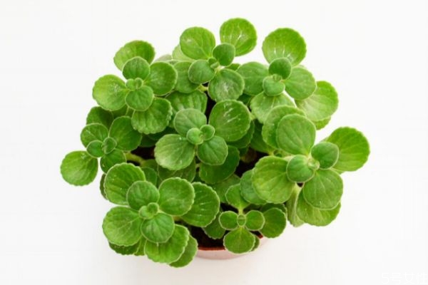 碰碰香是一種什么植物呢 碰碰香有什么價(jià)值呢 碰碰香是一種什么植物呢 碰碰香有什么價(jià)值呢