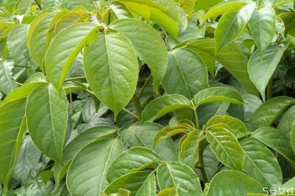 重陽木是一種什么植物呢 重陽木有什么作用呢 重陽木是一種什么植物呢 重陽木有什么作用呢