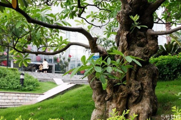 重陽木是一種什么植物呢 重陽木有什么作用呢 重陽木是一種什么植物呢 重陽木有什么作用呢