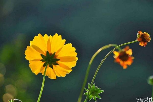 金雞菊是一種什么植物呢 金雞菊有什么作用呢 金雞菊是一種什么植物呢 金雞菊有什么作用呢