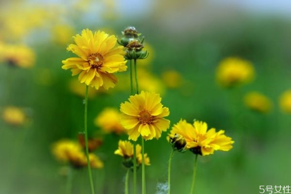 金雞菊的花語是什么呢 金雞菊的種植有什么注意的呢 金雞菊的花語是什么呢 金雞菊的種植有什么注意的呢