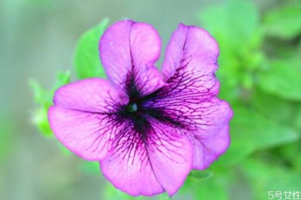 矮牽牛是一種什么植物呢 矮牽牛有什么作用呢 矮牽牛是一種什么植物呢 矮牽牛有什么作用呢