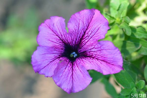 矮牽牛是一種什么植物呢 矮牽牛有什么作用呢 矮牽牛是一種什么植物呢 矮牽牛有什么作用呢