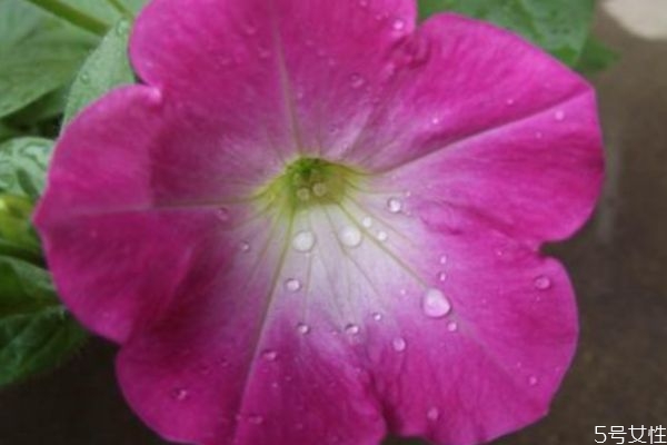 矮牽牛是一種什么植物呢 矮牽牛有什么作用呢 矮牽牛是一種什么植物呢 矮牽牛有什么作用呢