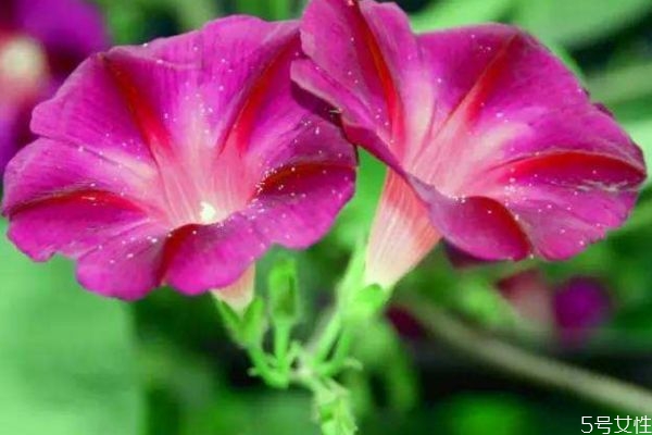 矮牽牛的花語是什么呢 矮牽牛的種植需要注意什么呢 矮牽牛的花語是什么呢 矮牽牛的種植需要注意什么呢