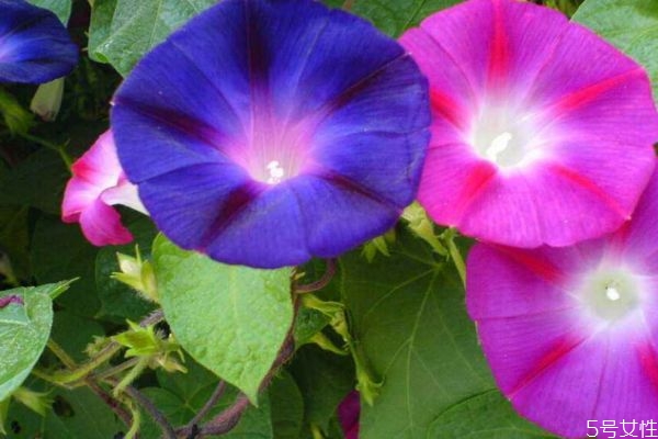 矮牽牛的花語是什么呢 矮牽牛的種植需要注意什么呢 矮牽牛的花語是什么呢 矮牽牛的種植需要注意什么呢