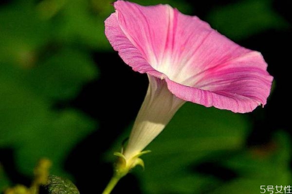 矮牽牛的花語是什么呢 矮牽牛的種植需要注意什么呢 矮牽牛的花語是什么呢 矮牽牛的種植需要注意什么呢