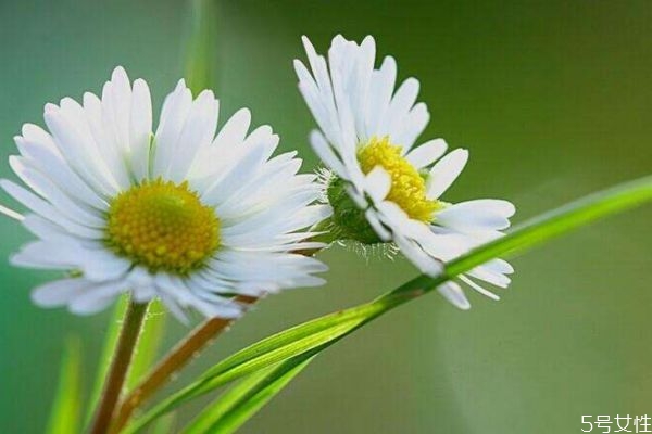 雛菊的花語(yǔ)是什么呢 雛菊的生長(zhǎng)環(huán)境是怎么樣的呢 雛菊的花語(yǔ)是什么呢 雛菊的生長(zhǎng)環(huán)境是怎么樣的呢