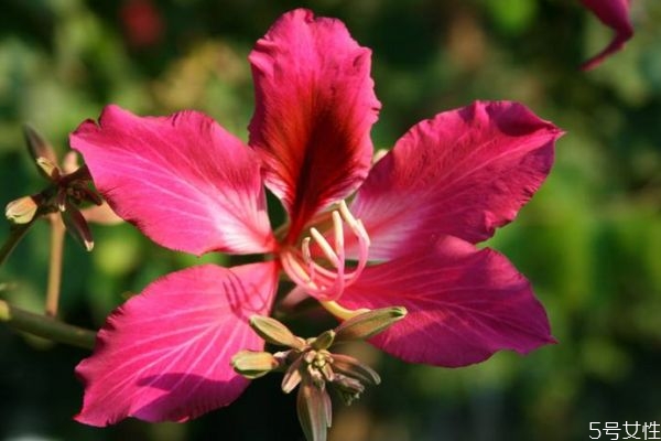 羊蹄甲的花語是什么呢 羊蹄甲的種植需要注意什么呢 羊蹄甲的花語是什么呢 羊蹄甲的種植需要注意什么呢