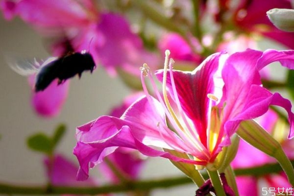 羊蹄甲的花語是什么呢 羊蹄甲的種植需要注意什么呢 羊蹄甲的花語是什么呢 羊蹄甲的種植需要注意什么呢