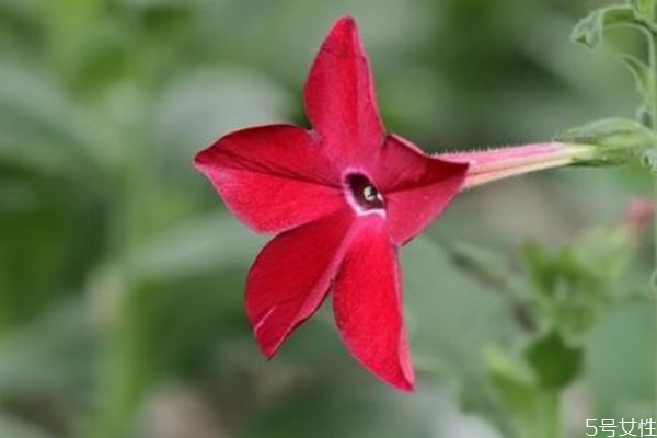 花煙草是一種什么植物呢 花煙草的作用有什么呢 花煙草是一種什么植物呢 花煙草的作用有什么呢