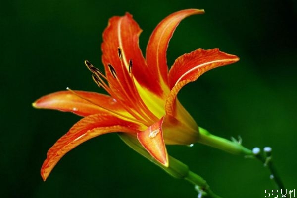 萱草是一種什么植物呢 萱草有什么作用呢 萱草是一種什么植物呢 萱草有什么作用呢