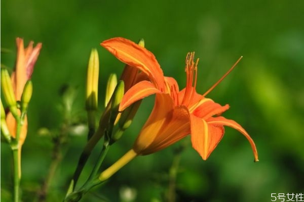 萱草是一種什么植物呢 萱草有什么作用呢 萱草是一種什么植物呢 萱草有什么作用呢