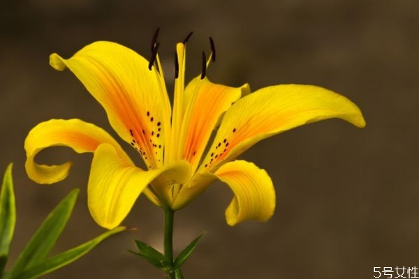 萱草是一種什么植物呢 萱草有什么作用呢 萱草是一種什么植物呢 萱草有什么作用呢