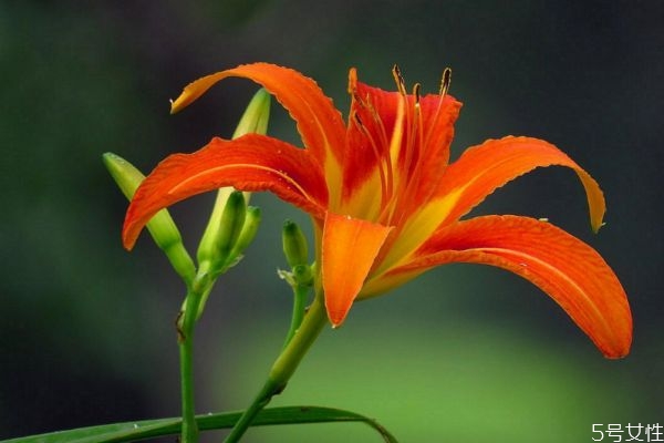 萱草的花語是什么呢 萱草種植需要注意什么呢 萱草的花語是什么呢 萱草種植需要注意什么呢