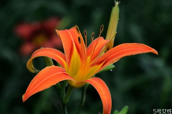 萱草的花語是什么呢 萱草種植需要注意什么呢 萱草的花語是什么呢 萱草種植需要注意什么呢