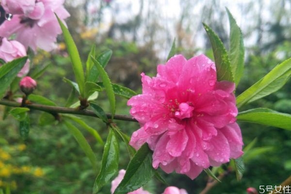 榆葉梅是一種什么植物呢 榆葉梅有什么作用呢 榆葉梅是一種什么植物呢 榆葉梅有什么作用呢