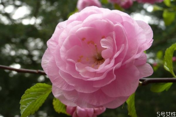 榆葉梅的花語什么呢 榆葉梅的種植需要注意什么呢 榆葉梅的花語什么呢 榆葉梅的種植需要注意什么呢