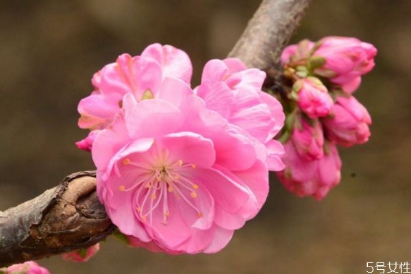 榆葉梅的花語什么呢 榆葉梅的種植需要注意什么呢 榆葉梅的花語什么呢 榆葉梅的種植需要注意什么呢